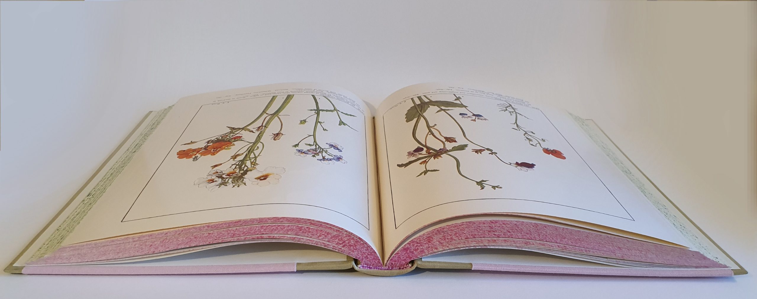 Wild Flowers of the Cape of Good Hope by E.G. Rice & R. H. Compton